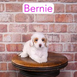 Bernie - Apricot female Goldendoodle puppy in Calhoun, Georgia from Happy Top Doodles