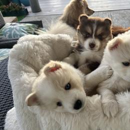 Pomsky Puppies from JadesPomskyResort