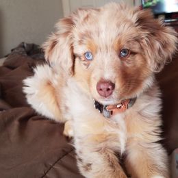 Miniature American Shepherds and Toy Australian Shepherds from Roserock Aussies