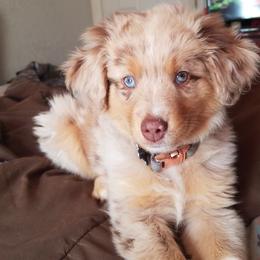 Miniature American Shepherds and Toy Australian Shepherds from Roserock Aussies