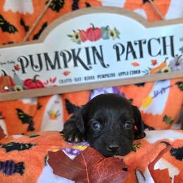 Aspen - Black and tan female Dachshund puppy in Bay Springs, Mississippi from JV'S Little Legends Dashounds