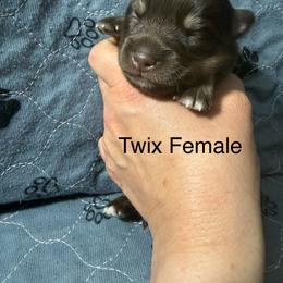 Twix - Black and white female Pomsky puppy in Avoca, Michigan from Repurposed Paradise Farm