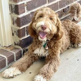 Gracie - Goldendoodle