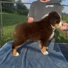 Australian Shepherd Puppies from Hannah Taylor