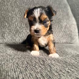 Large stripe - Black and tan male Yorkshire Terrier puppy in Boone, North Carolina from Coffeycup Yorkies