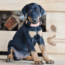 Girl 3 - Aqua Collar - Doberman Pinscher puppy from Centennial Acres Dobermans