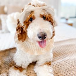 Luna - Goldendoodle