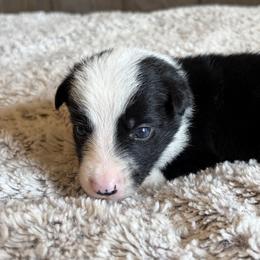 Boy 4 - male Border Collie puppy in Shawnee, Oklahoma from Cross K Working Collies - Pure Bred Border Collies