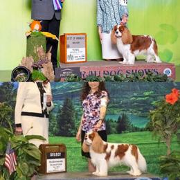 Cavalier King Charles Spaniel puppies from Ohana Cavaliers
