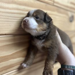 Boy Puppy 4 - Red tri-color male Miniature American Shepherd puppy in Winterhaven, Florida from Mini Aussie Florida
