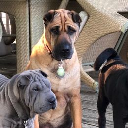 Chinese Shar-Pei from S. Suede Shar Pei