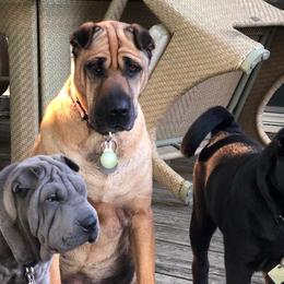 Chinese Shar-Pei from S. Suede Shar Pei