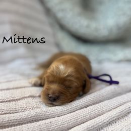 Mittens - Red and white female Cockapoo puppy in Alexandria, Alabama from Bright and Beautiful Cockapoos and Doodles
