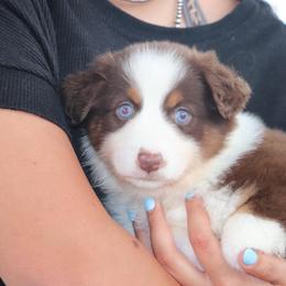Luke - Red tri male Miniature Australian Shepherd puppy in Goliad, Texas from Sassy Lil Aussies and Diamond W Poodles