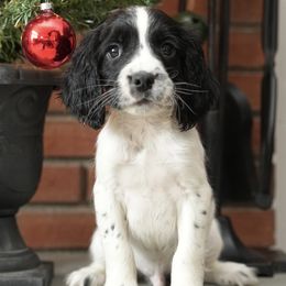 Black and White - Boy 1 - Black and white male English Springer Spaniel puppy in Oxford, Connecticut from Woodland Kennel