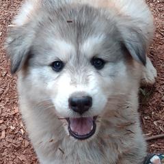 Native American Indian Dog Puppies from Indian Valley Kennels