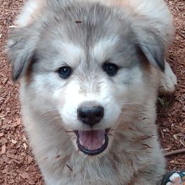 Native American Indian Dog Puppies from Indian Valley Kennels