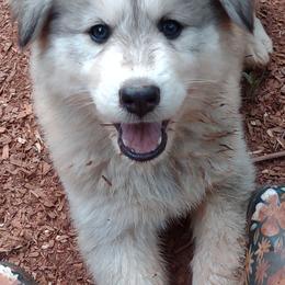 Native American Indian Dog Puppies from Indian Valley Kennels