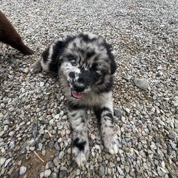 Batman - Blue merle male Australian Shepherd puppy in Whitwell, Tennessee from Owl Hollow Farm