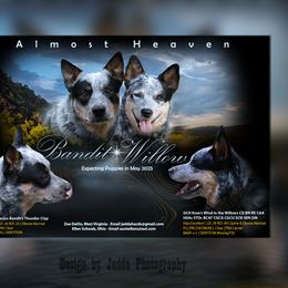 Australian Cattle Dog puppies from Jedda ACDs