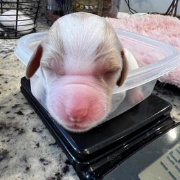 Brittany Puppies from Sandridge Brittanys