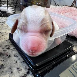 Brittany Puppies from Sandridge Brittanys