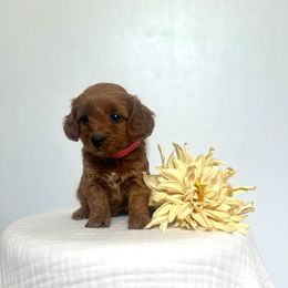 Tiny Tina - Red  female Goldendoodle puppy in Nephi, Utah from Doodles and Cavaliers