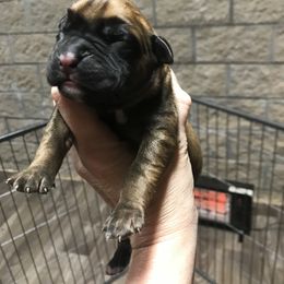 Boy 2 - Boxer puppy in Henderson, Tennessee from Vom Broadvalley
