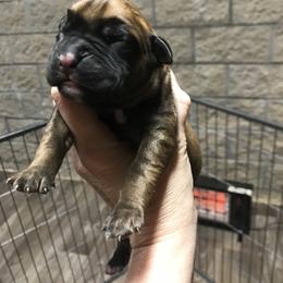 Boy 2 - Boxer puppy in Henderson, Tennessee from Vom Broadvalley