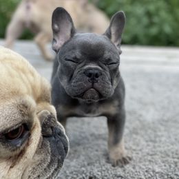 French Bulldog Puppies from Blue Lotus Frenchies
