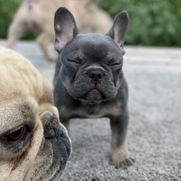 French Bulldog Puppies from Blue Lotus Frenchies