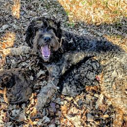 Zozo - Bernedoodle