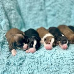 Aussiedoodle, Bordoodle, Chesapeake Bay Retriever, and English Cocker Spaniel Puppies from BFP Plantation
