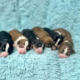 Aussiedoodle, Bordoodle, Chesapeake Bay Retriever, and English Cocker Spaniel Puppies from BFP Plantation