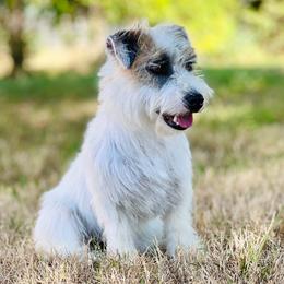 Dachshunds and Russell Terriers from T/K Jack Russell Terriers & Dachshunds