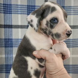 Paprika - Harlequin female Great Dane puppy in Biscoe, North Carolina from Clouser's Bodacious Danes