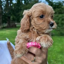 Pink Panther - female Cavapoochon puppy in Clementon, New Jersey from PitterPatterPuppiesNJ