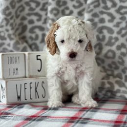 Poodle Puppies from Foxtrot Farm Poodles
