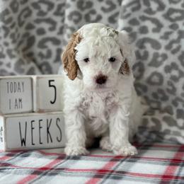 Poodle Puppies from Foxtrot Farm Poodles