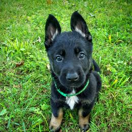 German Shepherd Puppies from Cintron K9