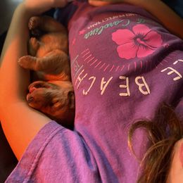 Labrador Retriever Puppies from Spring Water Labs of the Carolinas