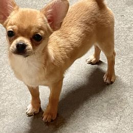 Chihuahua Puppies from Heartland Chihuahuas