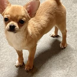 Chihuahua Puppies from Heartland Chihuahuas