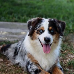 Estes - Miniature Australian Shepherd