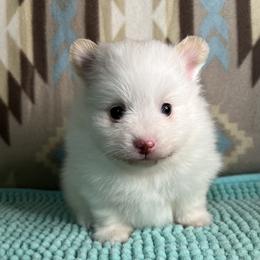 AKC GHOST - Cream parti male Pomeranian puppy in Watkins Glen, New York from Wicked Spirits Pomeranians