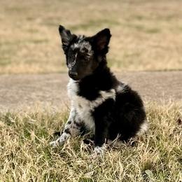 Flex - Black merle male Mudi puppy in Valley Mills, Texas from Graves Farm Mudi
