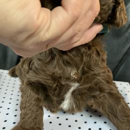 Goldendoodle Puppies from Surrey Lane Doodles
