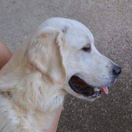 Cosmo - Golden Retriever