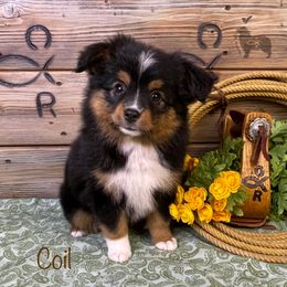 Australian Shepherd, Miniature American Shepherd, Miniature Australian Shepherd, and Toy Australian Shepherd Puppies from OR Aussies