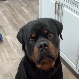 Rottweiler Puppies from Bronx Von Bridges Rottweilers